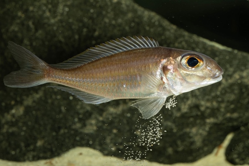 Xenotilapia caudafasciata